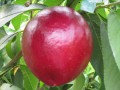 紅肉油王桃苗批發(fā) 提供最優(yōu)質(zhì)的紅肉油王桃苗代理
