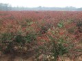 江蘇5公分龍柱碧桃，基地直銷(xiāo)