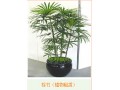 成都花卉出租【林邦園林】花卉植物養(yǎng)護(hù)的具體方法