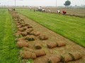 【黑姑娘首推】合肥草坪，安徽草坪基地，六安草坪哪有賣