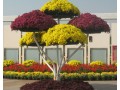 五色草造型價格//五色草造型批發(fā)商--金龍花燈