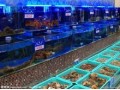 沈陽海鮮魚缸制作沈陽海鮮魚缸制作致電024-86218382