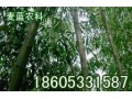 美國(guó)竹柳優(yōu)質(zhì)新品種